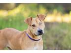 Adopt Becks a Labrador Retriever / Shar Pei / Mixed dog in Escondido