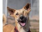 Adopt Naina a Bernese Mountain Dog / Mixed dog in San Ramon, CA (41104314)