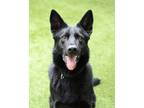 Adopt Frankie a German Shepherd Dog / Mixed dog in Novato, CA (41274154)