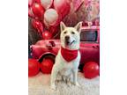 Adopt Casper a Siberian Husky / Mixed dog in Poughkeepsie, NY (40009745)