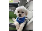 Adopt Bewitching Bailey a White - with Tan, Yellow or Fawn Bichon Frise /