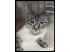 Adopt Sugar a Cream or Ivory Siamese / Mixed (short coat) cat in St.