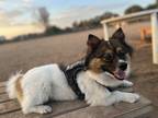 Adopt Loki a White - with Brown or Chocolate Pomeranian / Sheltie