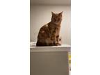 Adopt Simba a Orange or Red American Shorthair / Mixed (short coat) cat in Elk
