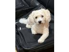 Adopt Simba a White Maltipoo / Mixed dog in San Jose, CA (41359889)