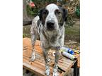 Adopt Tracy a Gray/Blue/Silver/Salt & Pepper Australian Cattle Dog / Pointer /