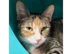 Adopt Chocolate a Brown Tabby Domestic Shorthair / Mixed (short coat) cat in