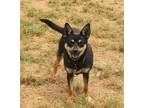 Adopt Topper a Black - with Tan, Yellow or Fawn Miniature Pinscher / Pomeranian
