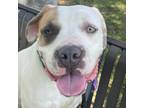 Adopt Goose - Adopt Me! a American Staffordshire Terrier / Mixed dog in Lake