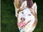 Adopt Alex a Red/Golden/Orange/Chestnut - with White Siberian Husky / Mixed dog