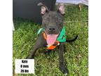 Adopt Kato a Black Terrier (Unknown Type, Medium) / Mixed Breed (Medium) / Mixed
