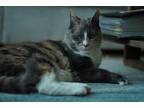 Adopt Baby a Domestic Shorthair / Mixed cat in Brooklyn, NY (41330546)