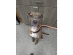 Adopt Tecumseh a Boxer / Mixed dog in Van Wert, OH (41359792)