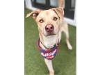 Adopt Liloh a Tan/Yellow/Fawn Labrador Retriever / Mixed Breed (Medium) / Mixed