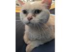 Adopt Misty Bella a White Persian / Mixed (short coat) cat in St.