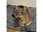 Adopt Smokey a Domestic Shorthair / Mixed (short coat) cat in Darien