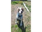 Adopt Nova a American Pit Bull Terrier / Boxer / Mixed dog in Cleveland