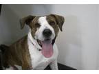 Adopt Jip a Shar Pei / Mixed dog in Mountain Home, AR (40122393)