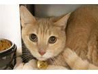 Adopt Janey a Domestic Shorthair / Mixed cat in Mountain Home, AR (40500646)