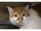 Adopt Slinky a Domestic Shorthair / Mixed cat in Mountain Home, AR (41342414)