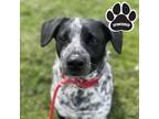 Adopt Leroy a Black Australian Cattle Dog / Mixed Breed (Medium) / Mixed (short