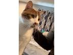 Adopt Buddy a Domestic Shorthair / Mixed (short coat) cat in Sewell