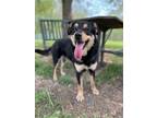 Adopt Bella a Black - with Brown, Red, Golden, Orange or Chestnut Rottweiler /