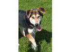 Adopt Monk a Mixed Breed (Medium) / Mixed dog in Neillsville, WI (41359701)