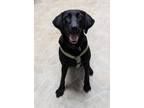Adopt Brooklynd a Labrador Retriever / Mixed dog in Neillsville, WI (41359708)