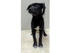 Adopt Marple a Mixed Breed (Medium) / Mixed dog in Neillsville, WI (41359704)