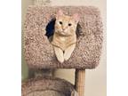 Adopt Seymour a Orange or Red Tabby Tabby (short coat) cat in Pickerington