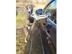 Adopt Bandit a Black - with White Great Dane / Mixed dog in Baltimore