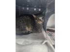 Adopt Peanut Butter a Brown Tabby Domestic Shorthair / Mixed Breed (Medium) /