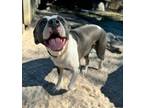 Adopt Jupiter a American Staffordshire Terrier / Mixed Breed (Medium) / Mixed