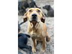Adopt Candy a Rhodesian Ridgeback / Redbone Coonhound / Mixed dog in