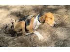 Adopt #37 a Foxhound / Mixed dog in WAYNESVILLE, GA (39893351)