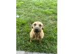Adopt BRUNO a Tricolor (Tan/Brown & Black & White) Black Mouth Cur / Retriever
