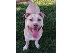 Adopt Buffer aka Butters a American Staffordshire Terrier / Mixed dog in