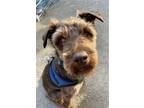 Adopt Coco a Brown/Chocolate Miniature Schnauzer / Mixed dog in Davis