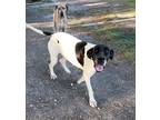 Adopt Cherry a White - with Black Great Dane / Mixed dog in Jupiter