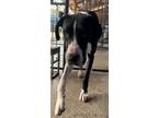 Adopt Oreo a Black - with White Great Dane / Mixed dog in Jupiter, FL (41359592)