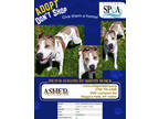 Adopt Asher a White American Pit Bull Terrier / Rhodesian Ridgeback / Mixed