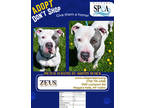 Adopt Zeus a White American Pit Bull Terrier / Mixed Breed (Medium) / Mixed
