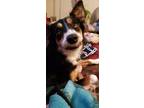 Adopt Miria a Tricolor (Tan/Brown & Black & White) Australian Shepherd / Border