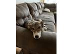 Adopt Jazzy a Gray/Silver/Salt & Pepper - with White German Shepherd Dog / Husky