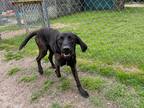Adopt Baylor a Plott Hound / Mixed dog in Hampton, VA (41299116)