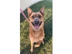 Adopt Helios a Brown/Chocolate Black Mouth Cur / Mixed Breed (Medium) / Mixed