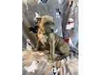 Adopt Cash a Gray/Blue/Silver/Salt & Pepper American Pit Bull Terrier / Mixed