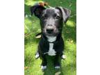Adopt Montague a Labrador Retriever / Border Terrier / Mixed dog in New Orleans