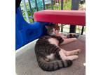 Adopt Gray a Gray, Blue or Silver Tabby Domestic Longhair / Mixed (medium coat)